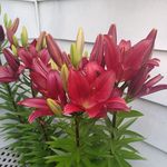 Gail Biggar Bartlett - @gailbiggar - Instagram