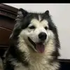 GailBartlett - @gailbartlettmmhkkl - TikTok