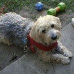 Gail Baskerville - @lv3pups - Instagram
