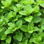 Gallie Baskerville - @hummingbird_mountain_farm - Instagram