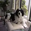 Gail Spare-Batson - @andydogsmom - TikTok