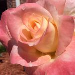 Gail Bauer - @gail.bauer.165 - Instagram