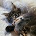 Gail Bauer - Facebook