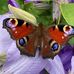 Gail Beckwith - Facebook