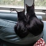 Gail Bolin - @gailbolin - Instagram