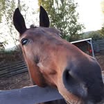Gail Bouchard-Griffin - @bouchardgriffin - Instagram