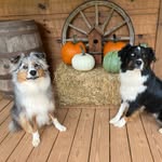 Gail Browning - @dedicatedstitches - Instagram