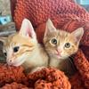 CatchingTails - @catchingtails - TikTok