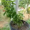 gailcelestine301 - @gailcelestine301 - TikTok