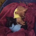 Gail Chaisson - @gail.chaisson.735 - Instagram