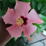 Geralyn Gail Cherry Barry - @cherrytobago - Instagram