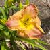 Gail Coates - Facebook