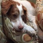 Gail Colangelo - @gvcolangelo - Instagram