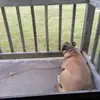 bo - @wwwtiktokgailcomer - TikTok