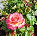 Gail Conklin - Facebook