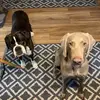 Gail Allison Cookson Copley - @gail.allison.cook - TikTok
