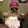 abbigail - @abbigailcooleyy - TikTok
