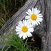 Gail Mary Coolidge - Facebook