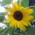 Gail Violette Coolidge - @gailviolettecoolidge - Instagram