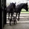 Gail Corwin - @gail.corwin - TikTok