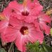 Gail Crain - Facebook