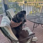 Gail Cramer Stelzer - Facebook