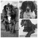 Gail Dickson - Facebook