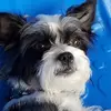 Gail Dobson - @gail.tamayo - TikTok