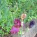 Gail Doe - Facebook