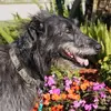 gaildolphin557 - @gaildolphin557 - TikTok
