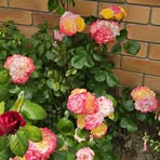 Gail Dryden - Facebook
