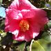 Gail Durham - Facebook