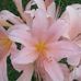 Gail Earnest - Facebook