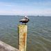 Gail Eckstein - Facebook