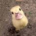 Gail Eubanks - Facebook