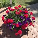 Gail Evenson - @gail_evenson - Instagram