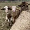 GF2manysheep - @gailflint - TikTok