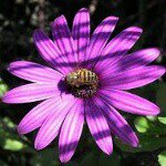 *** - @flower_gail - Instagram