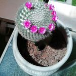 Gail Flowers - @gail.flowers.3762 - Instagram