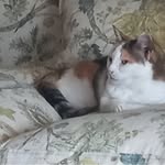 Gail Franks - @gailfranks38 - Instagram