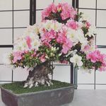 Gail Gill - @gg_wedding_bonsai - Instagram