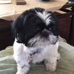 Gail Glass - @bandit__shihtzu - Instagram
