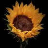 gailconnollygoble - @gailconnollygoble - TikTok