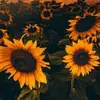 Gail grace - @gail.grace - TikTok