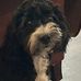 Gail Harman - Facebook