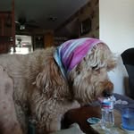 Gail Hermann - @zechiel_8343__scotty - Instagram