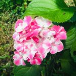 Gail Hines - @grandgail_flower - Instagram