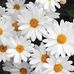 PEO Gail &amp; Phil Hines Memorial Scholarship - Facebook