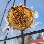 Gail Holman - @peacewalkfarm - Instagram