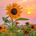 Gail Hudson - Facebook